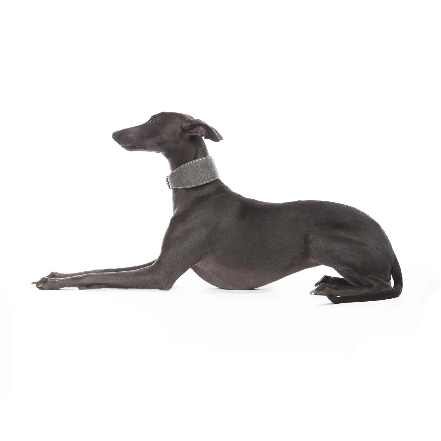 Medici Dog Collar